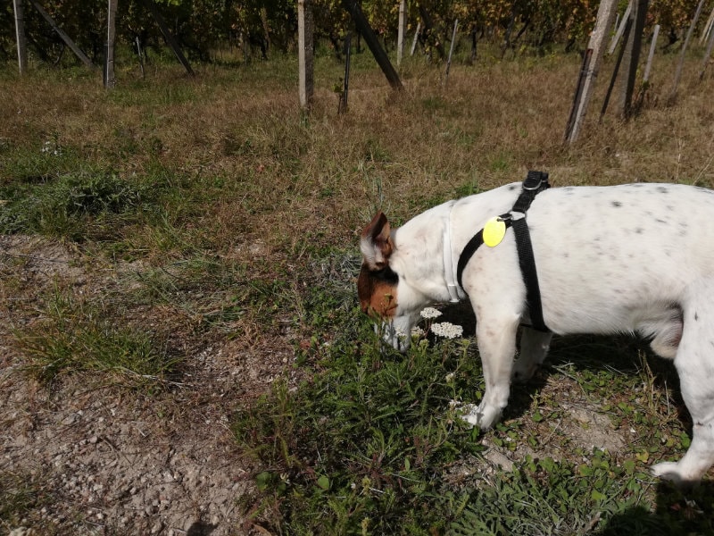 Huawei Honor 7X test fotografie_7-min