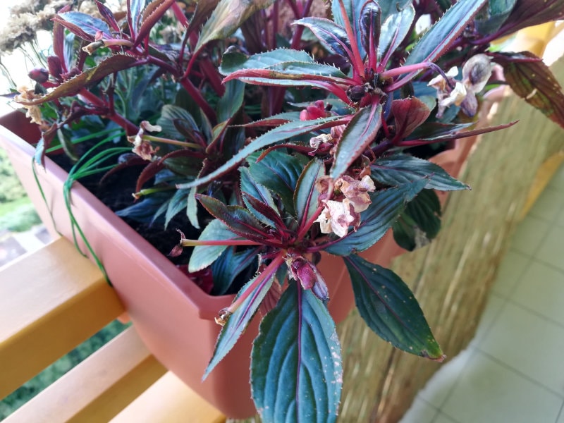 Huawei Honor 7X test fotografie_8-min