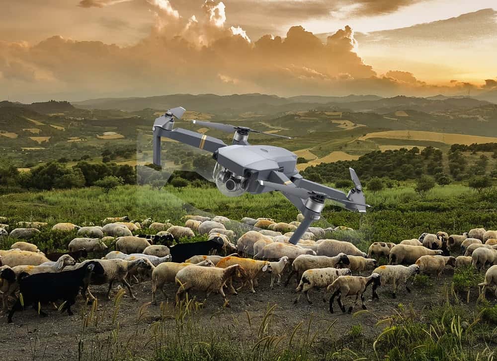 Drone ovce pexels-photo-635006