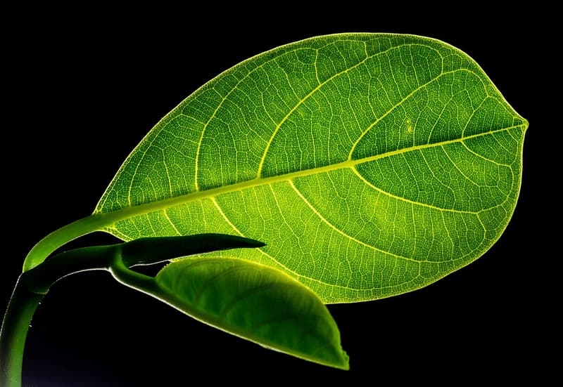 list leaf-299931_960_720