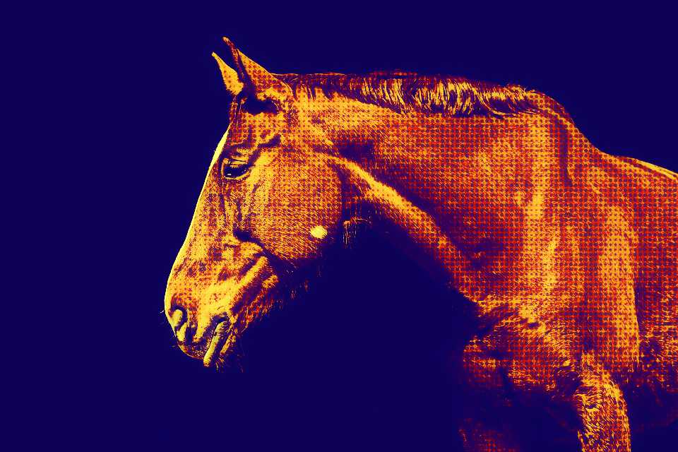 kon horse-2196755_960_720 (1)