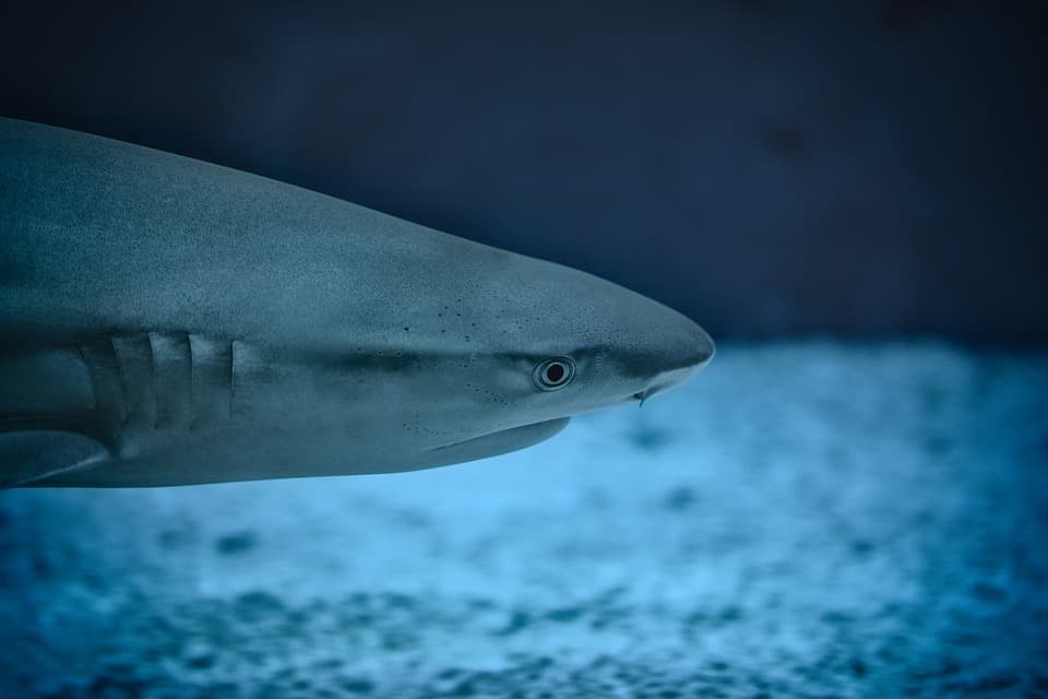 zralok animal-1868225_960_720