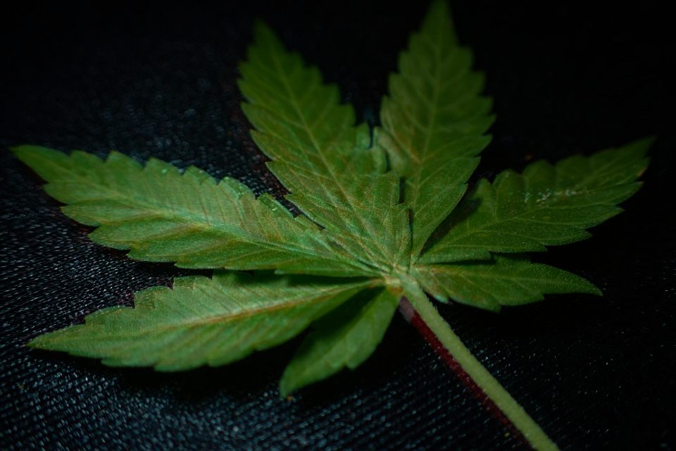 THC marihuana marijuana-3801012_960_720