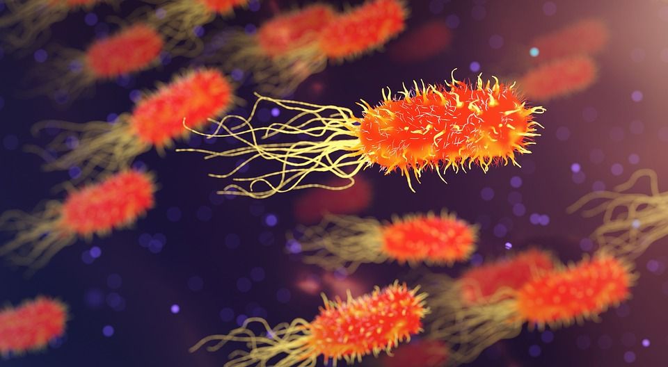 bakteria bacteria-3658992_960_720