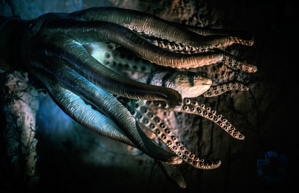 chobotnica octopus-2745286_960_720