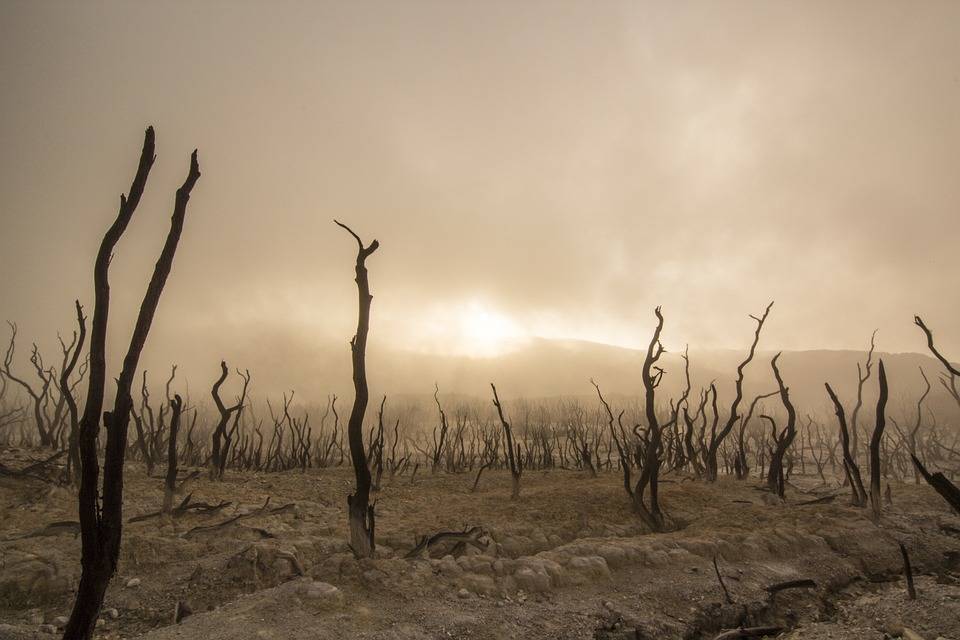 koniec sveta katastrofa dead-trees-947331_960_720