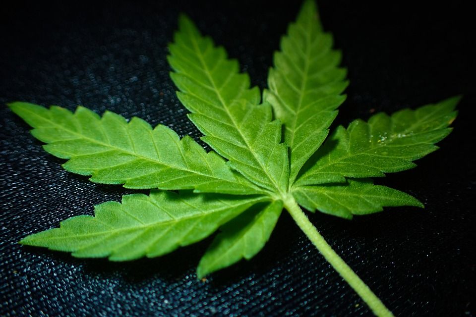 marihuana marijuana-3801012_960_720 (1)