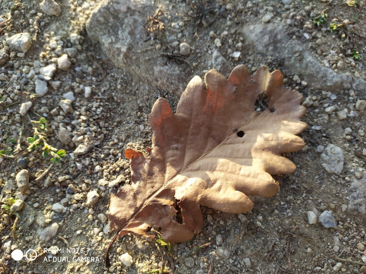 Redmi Note 7 _porovnanie_fotografii_4