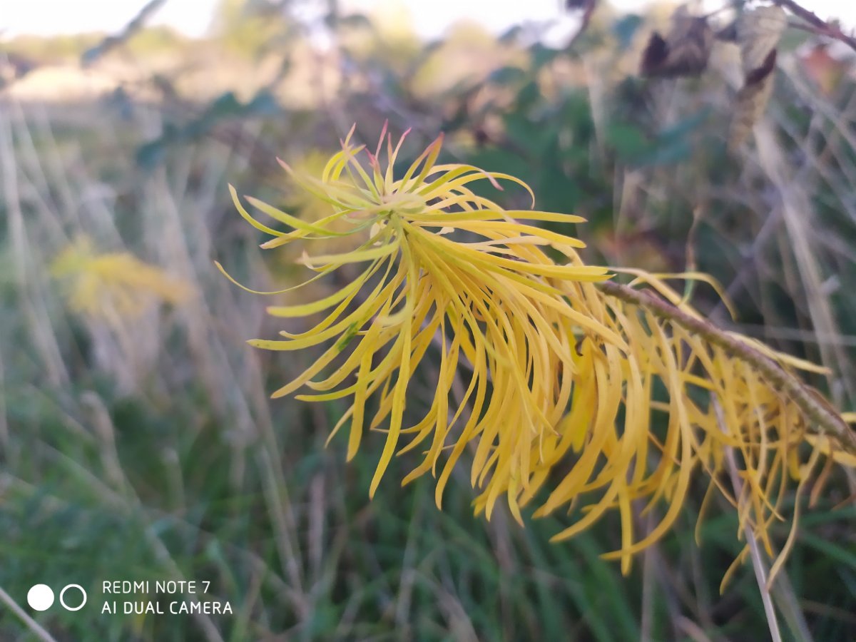 Redmi Note 7 _porovnanie_fotografii_3