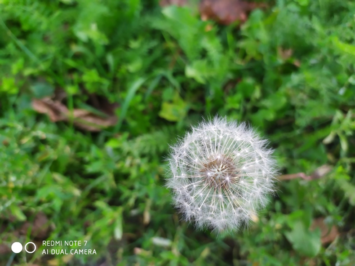 Redmi Note 7_porovnianie_fotografie_2
