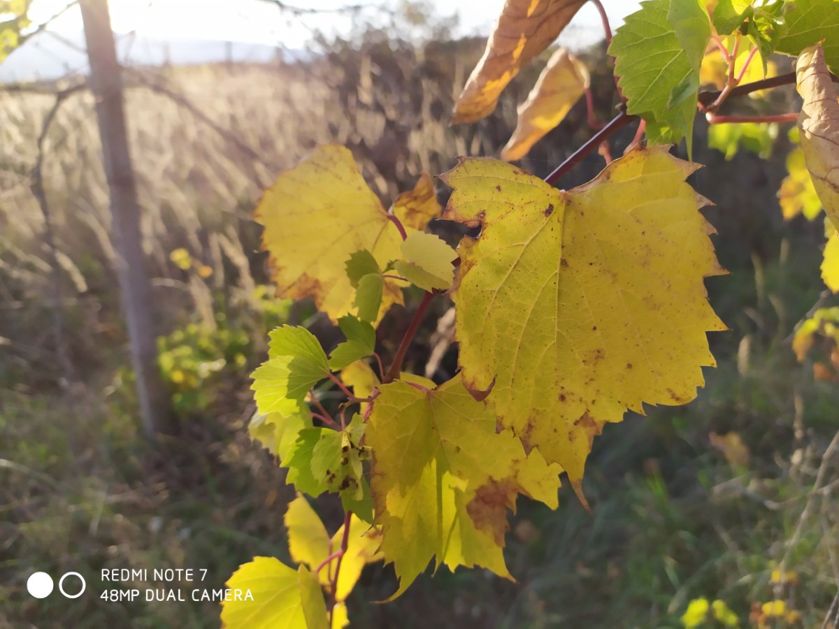 Redmi Note 7_kvalita_fotografie_48