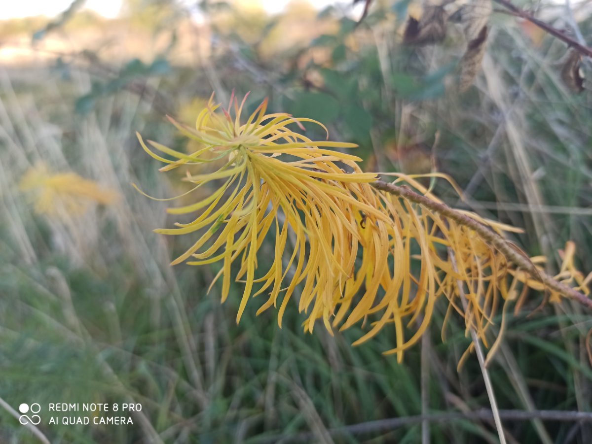 Redmi Note 7 _porovnanie_fotografii_3