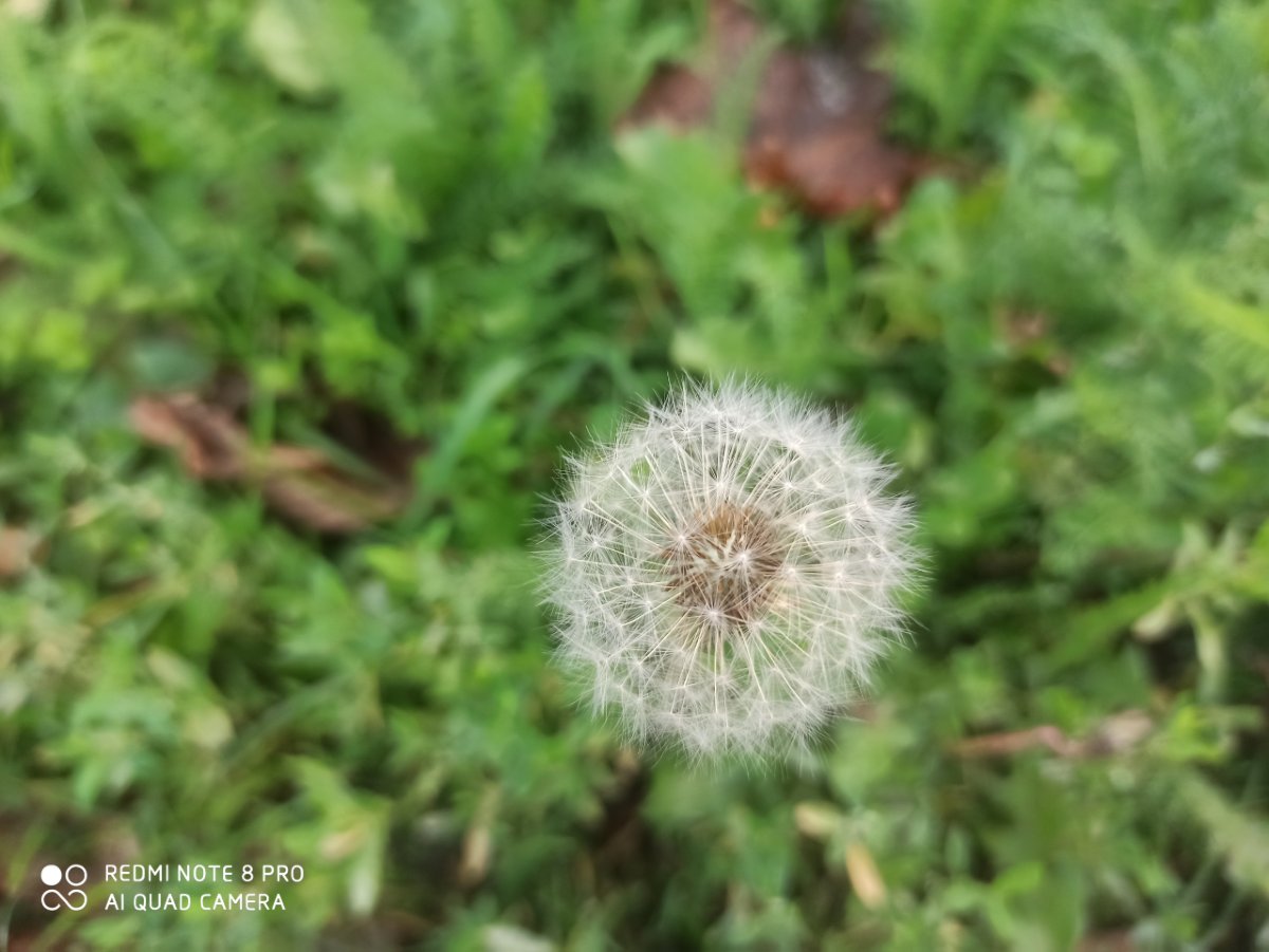 Redmi Note 8 Pro_porovnianie_fotografie_2