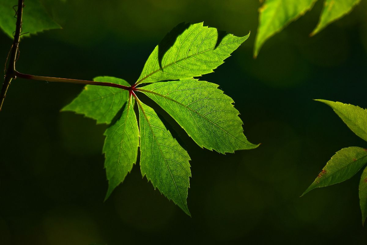 list leaf-3515342_1920