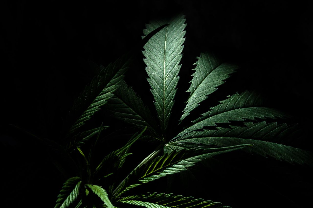 marihuana a jej vplyv na srdce