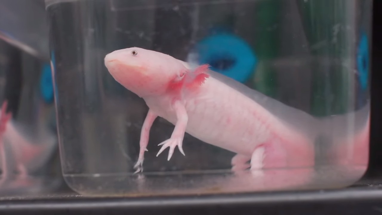 Salamander Axolotl
