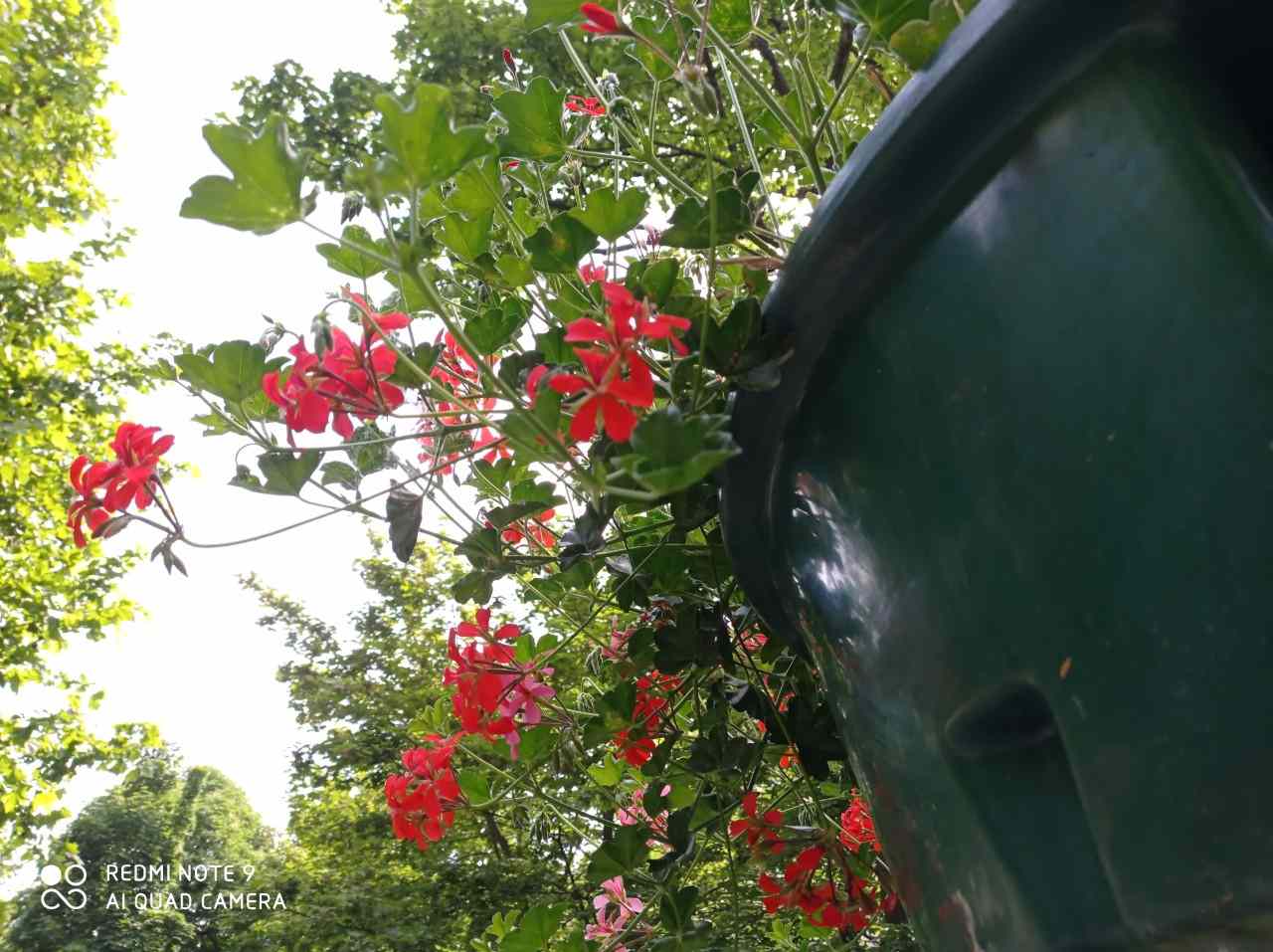 Redmi Note 9_vzorka fotografie_4_optimalizovane