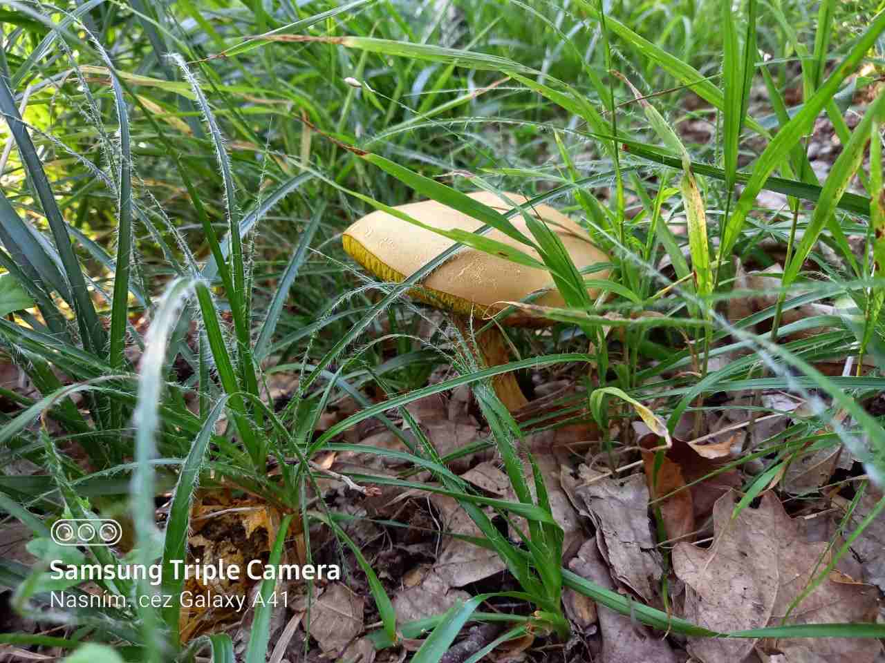 Samsung Galaxy A41_fotografia_1 (2)