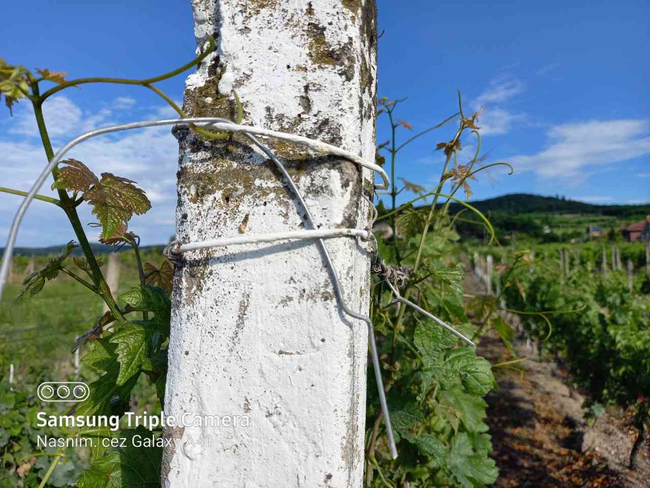Samsung Galaxy A41_fotografia_5 (2)