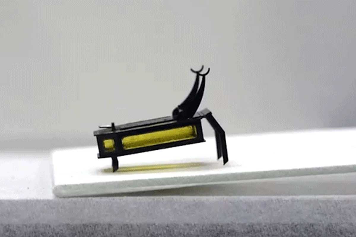 robeetle