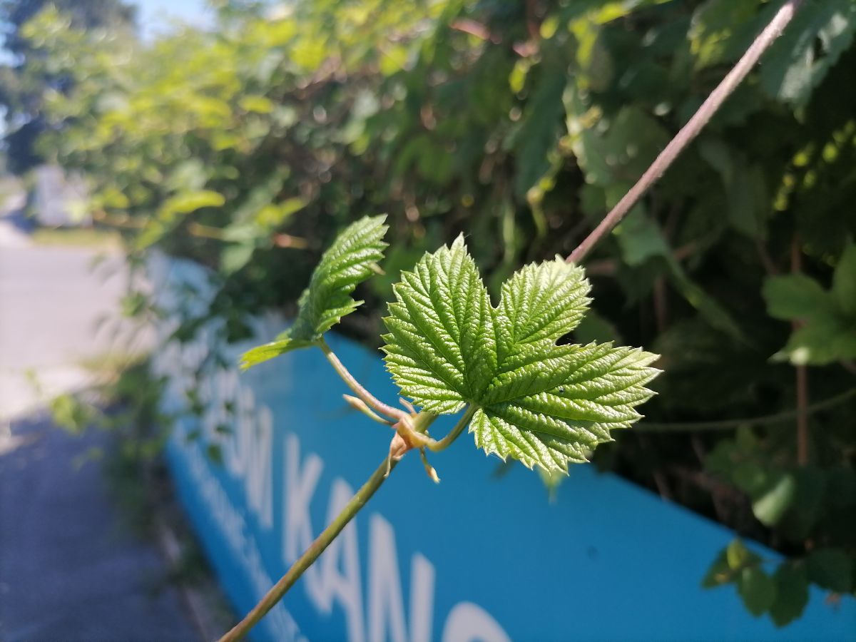 Huawei P Smart 2021_vzorka snimky_2
