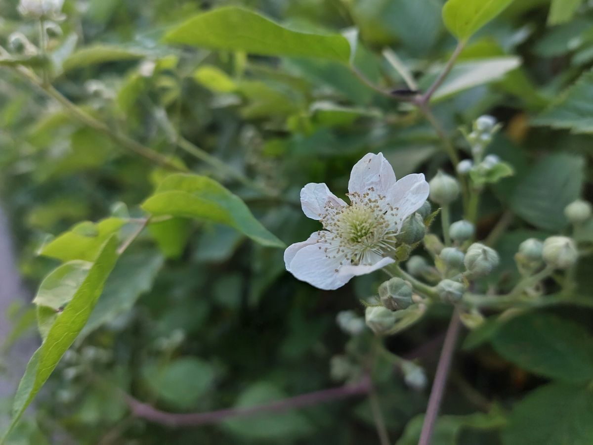 Samsung Galaxy A52 5G_vzorka fotografie_4