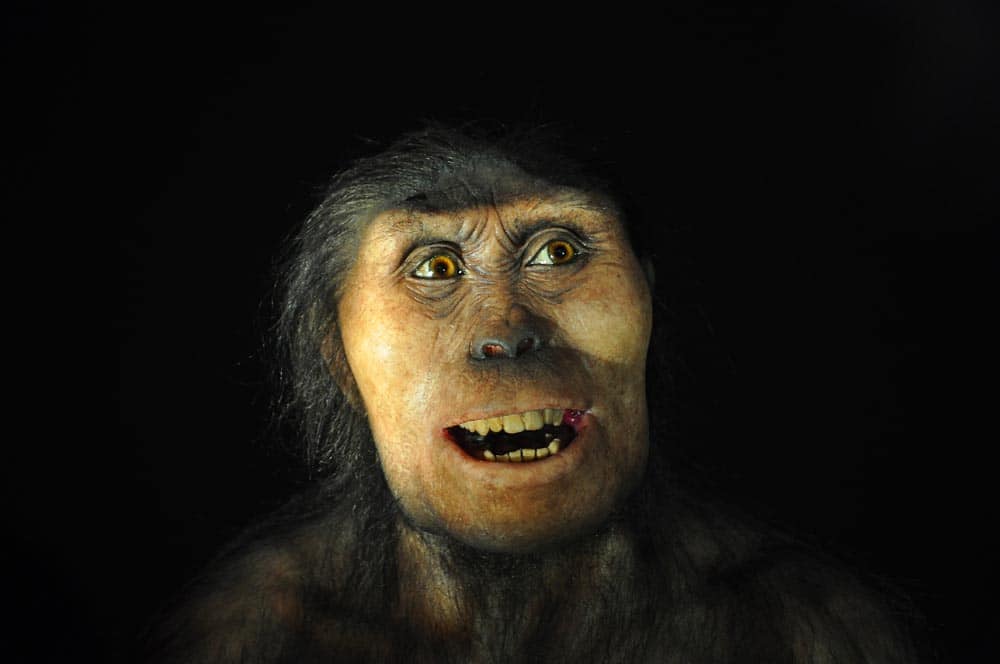 predok_ancestor