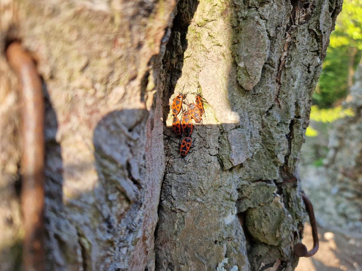 Galaxy S22_vzorky fotiek (2)