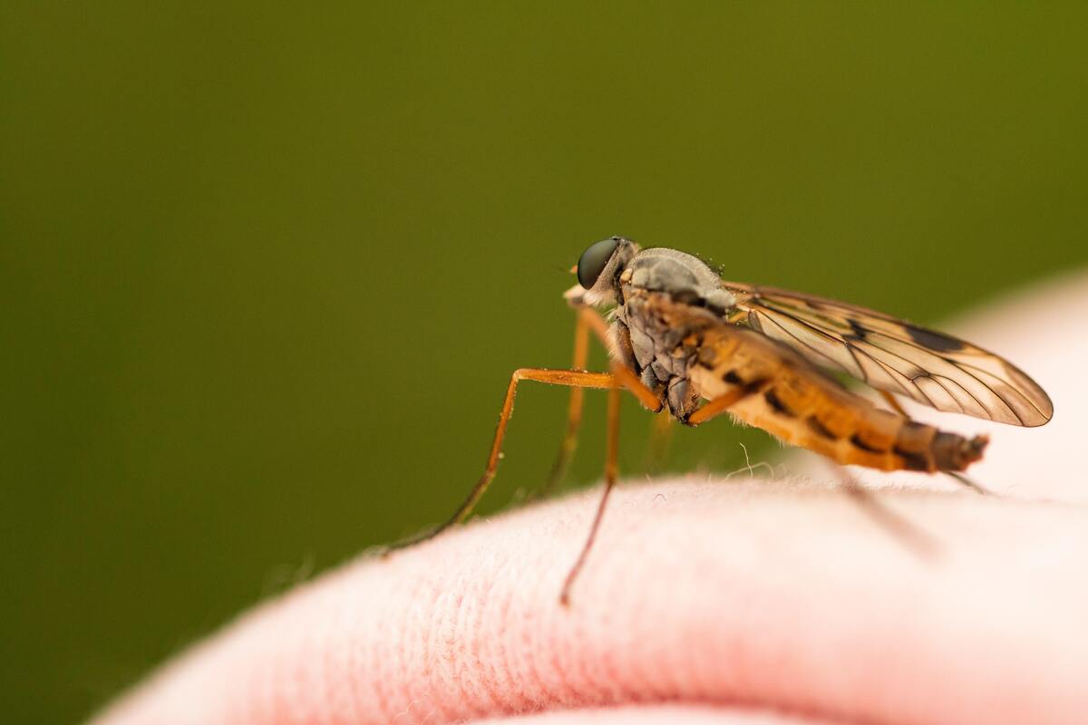 komar_mosquito