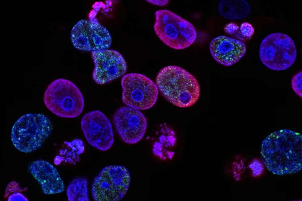 Geneticky upravené rastliny môžu pomôcť v boji s globálnym oteplovaním