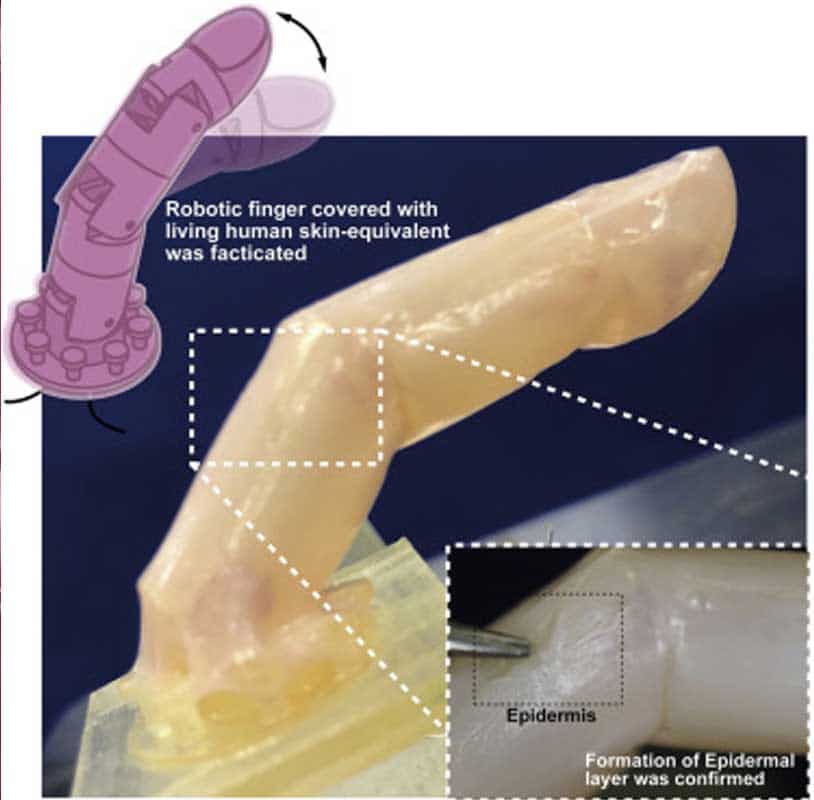 Robotický prst je potiahnutý biologickou kožou