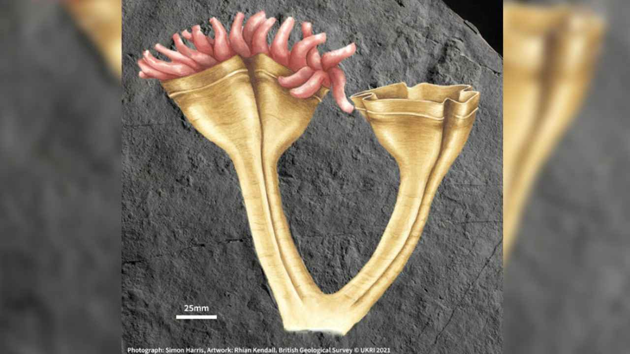 nastarsi predator fosilia_2