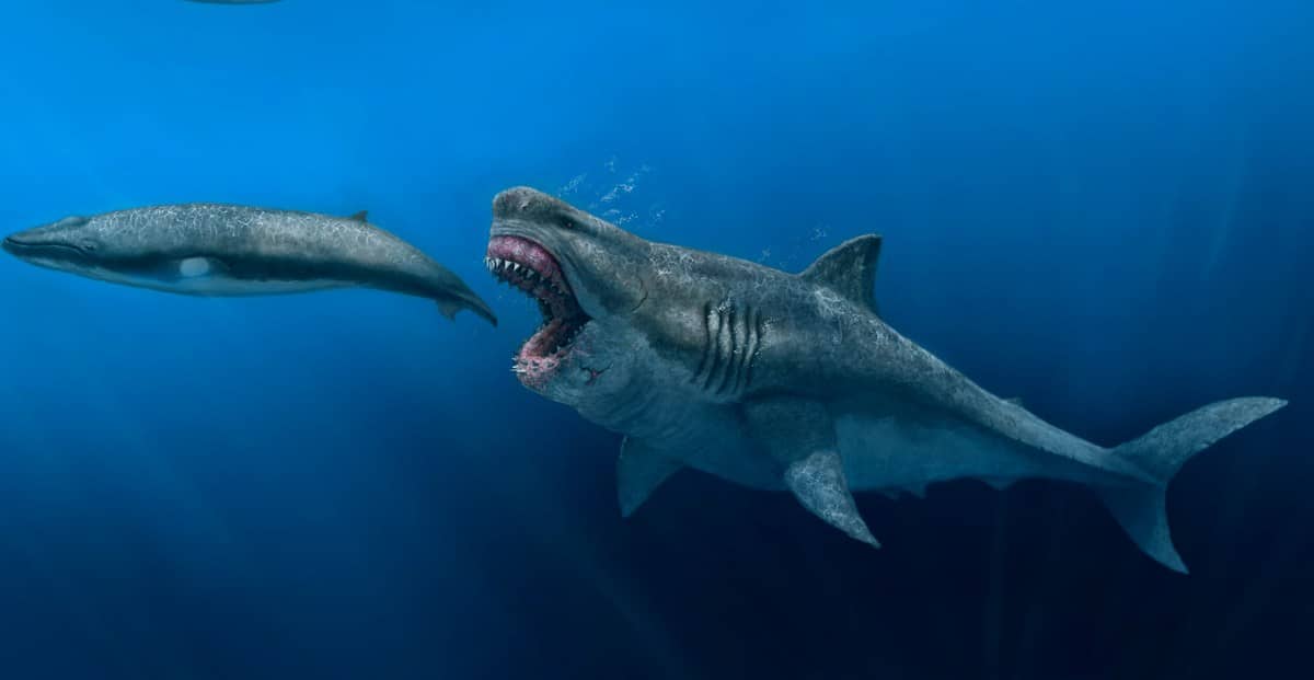 Megalodon