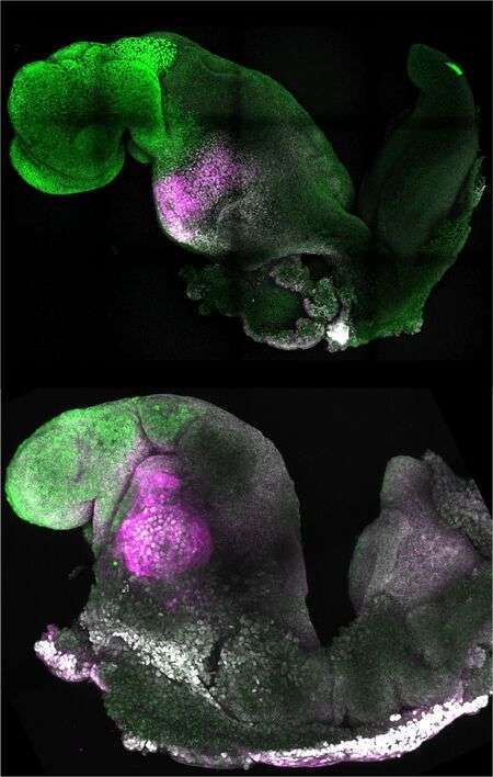 synteticke embryo a prirodzene