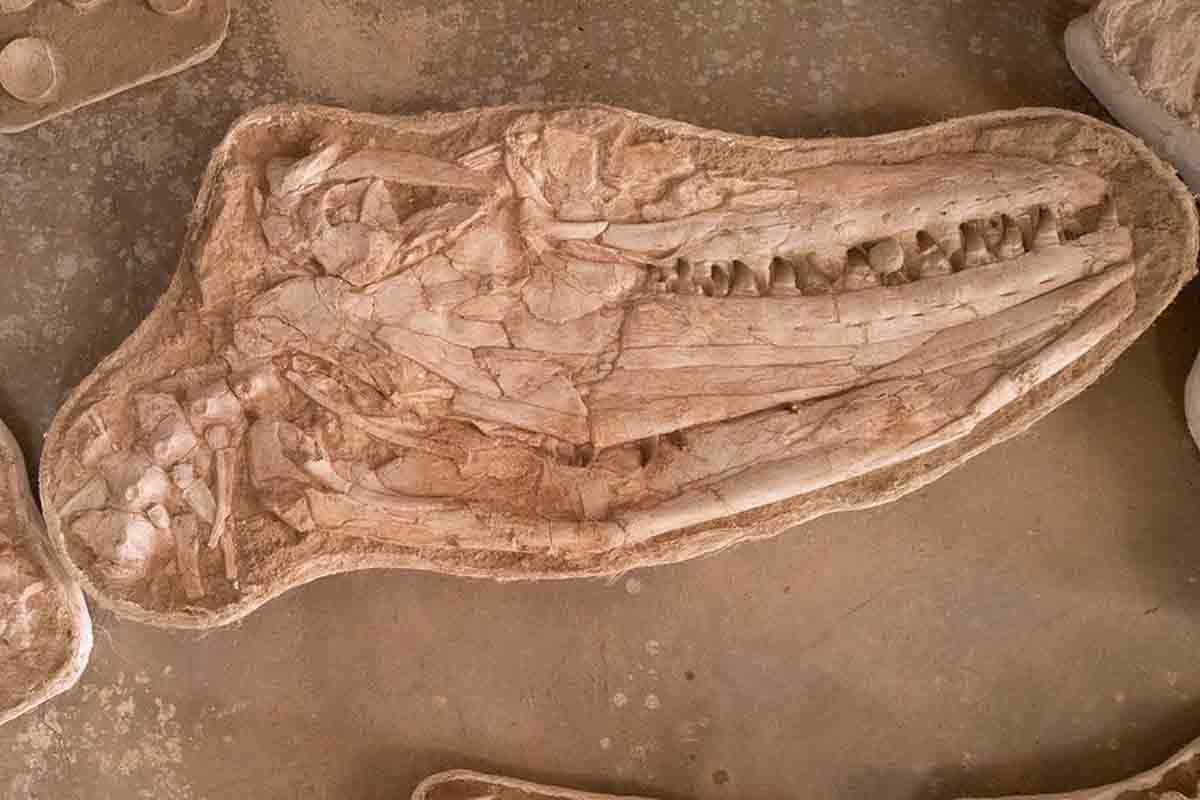 Thalassotitan bol v dobe dinosaurov na vrchole morského potravinového reťazca
