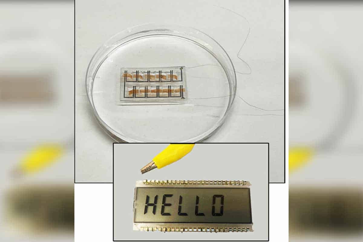 Špeciálny biofilm používa na výrobu energie baktérie.
