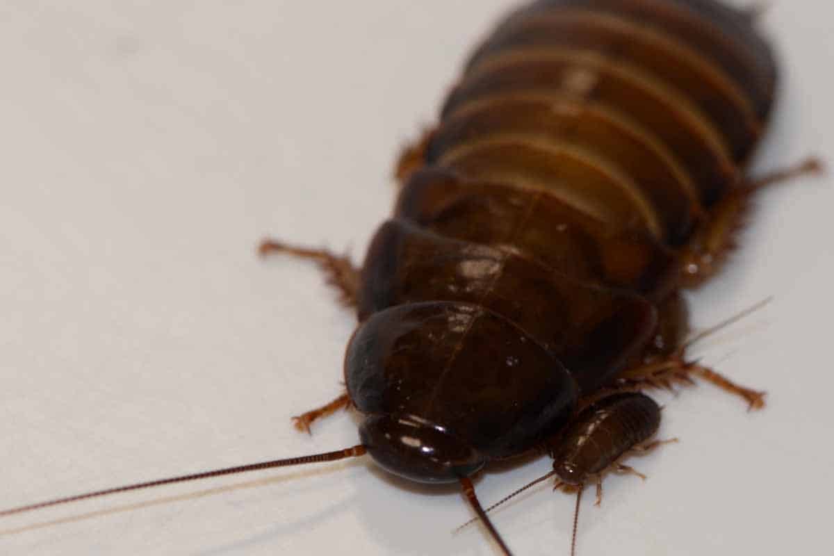 Život nemusí narážať do mantinelov počas evolúcie