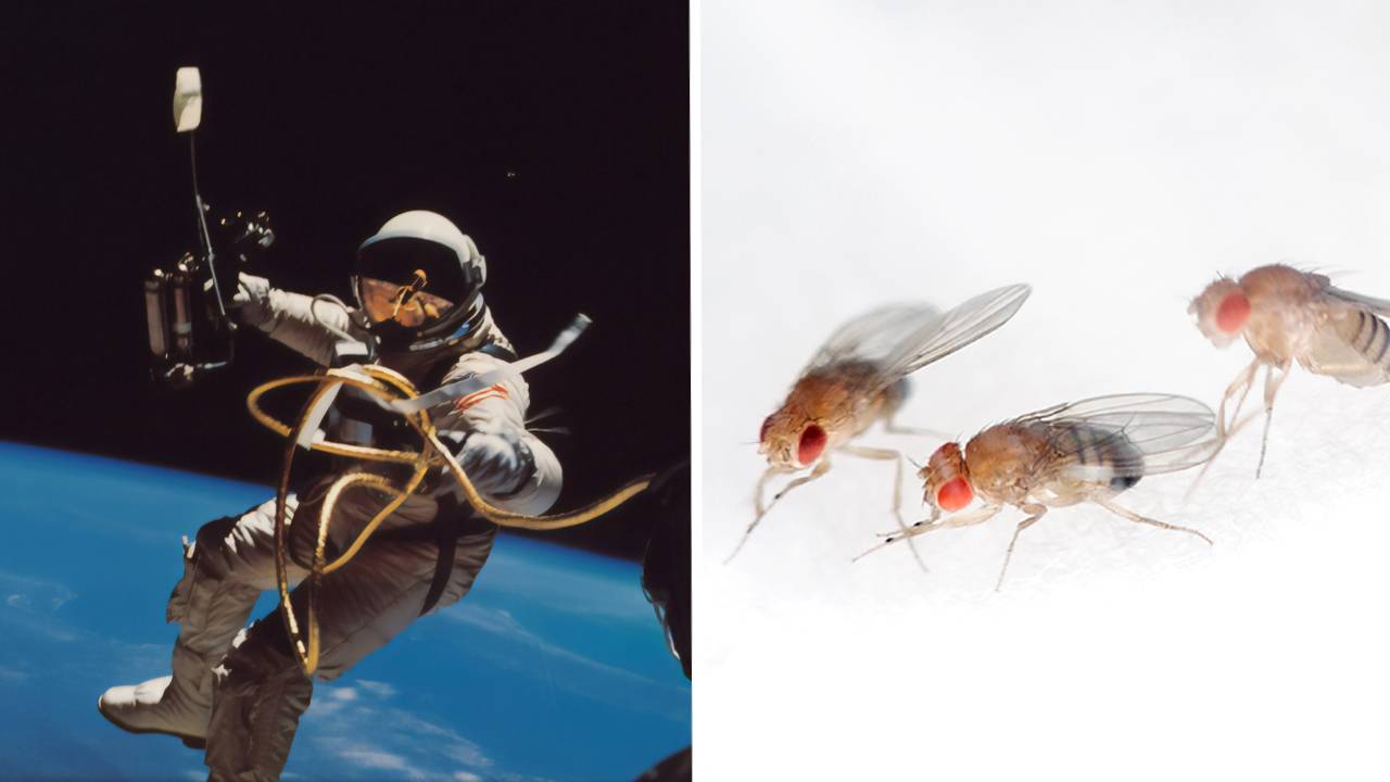 astronaut a vplyv mikrogravitacie