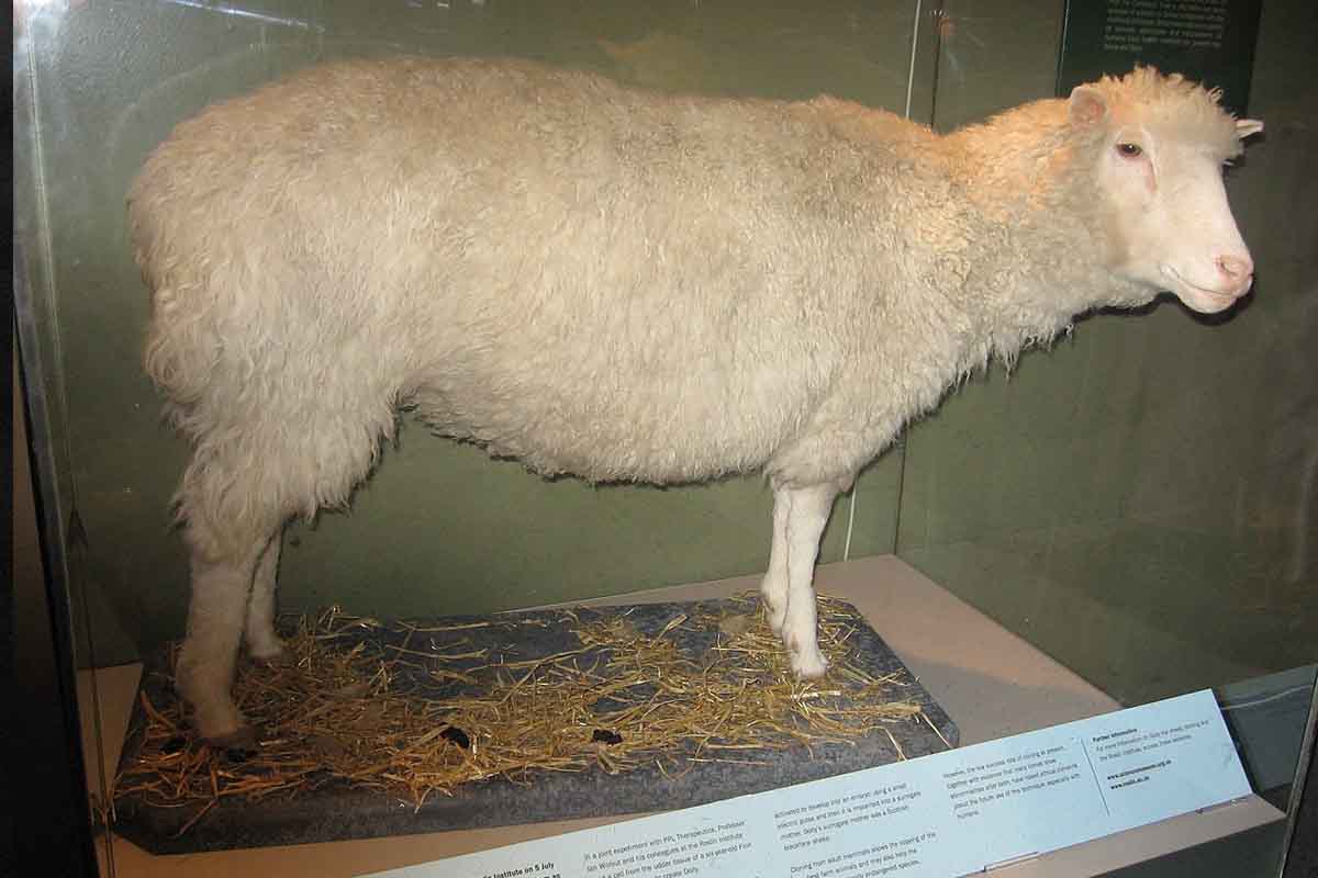 V Číne sa narodilo prvé klonované mláďa ohrozeného Vlka arktického