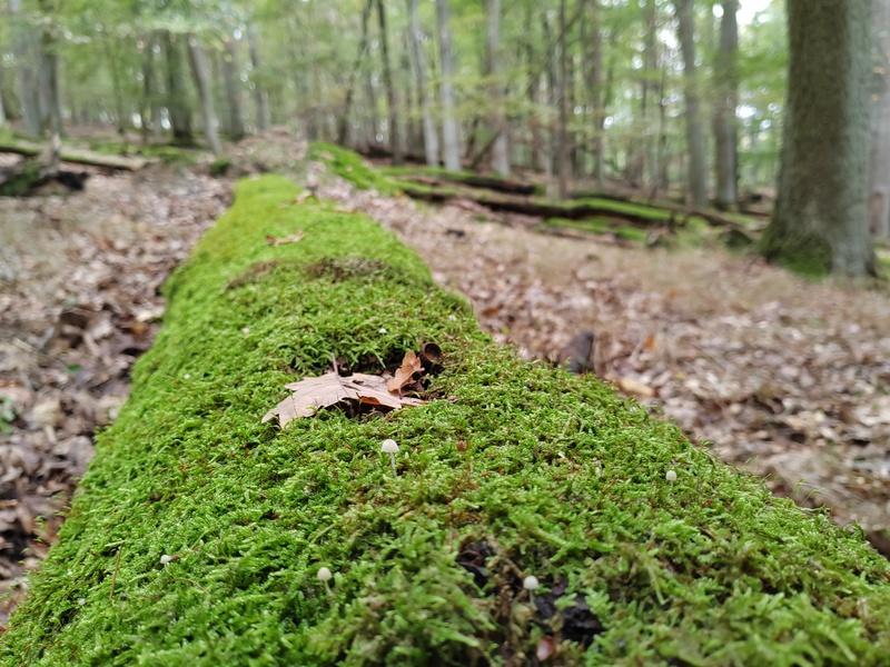 Honor 70_snimka vzorka_den (2)