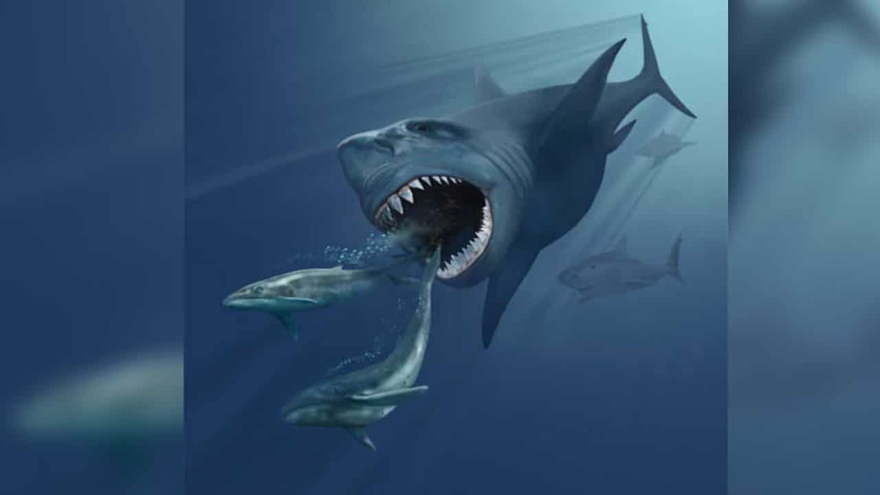 Megalodon