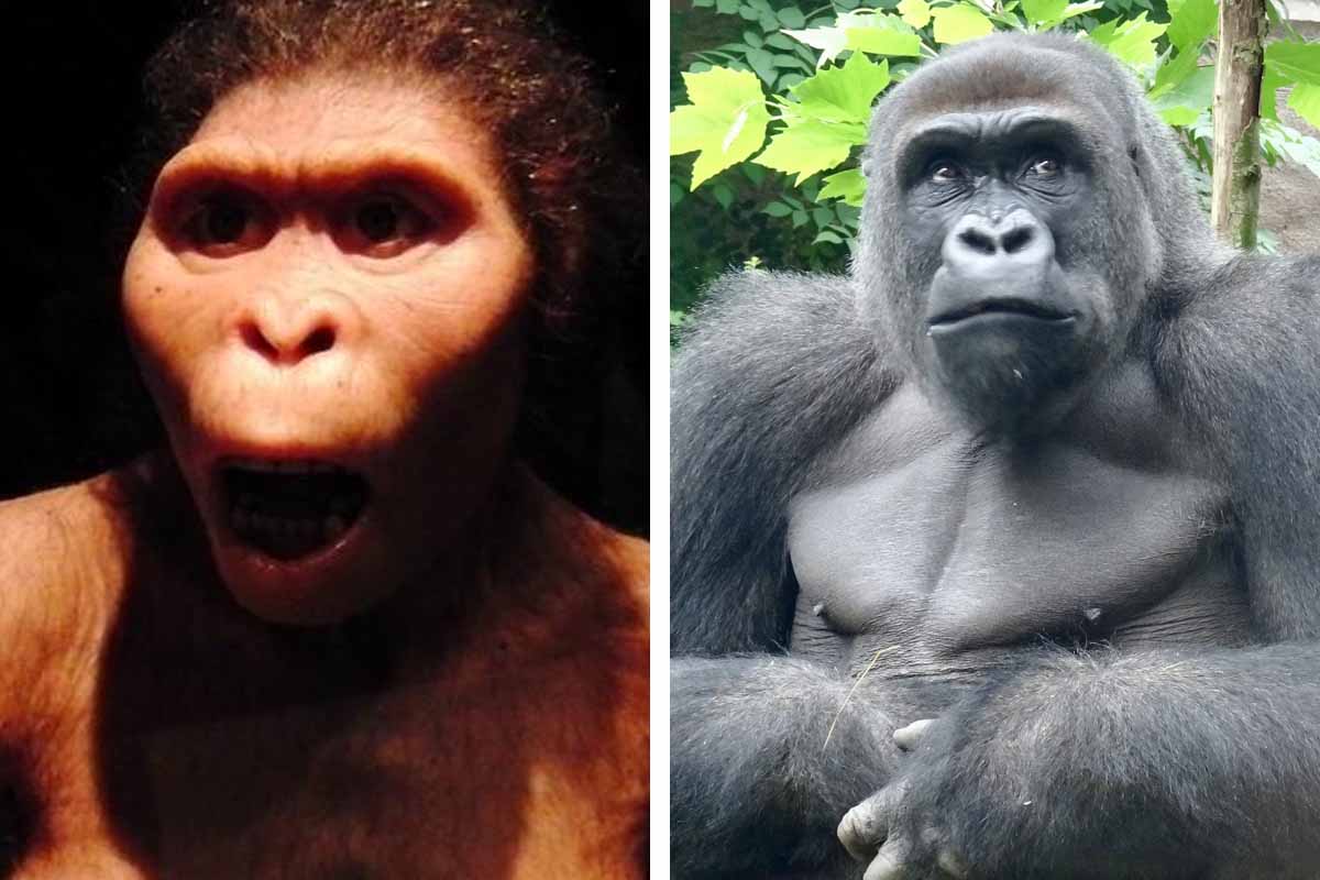 Kto bol múdrejší? Australopitek, alebo moderná gorila?