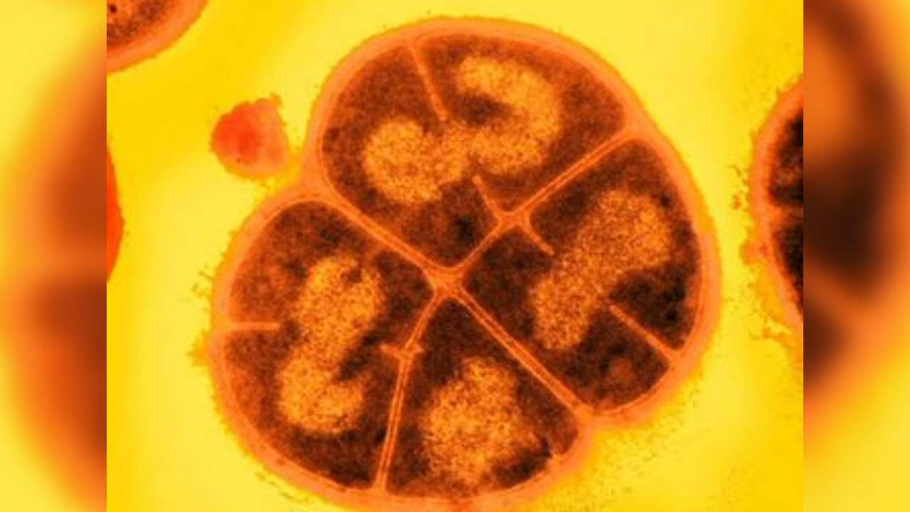 baketaria conan