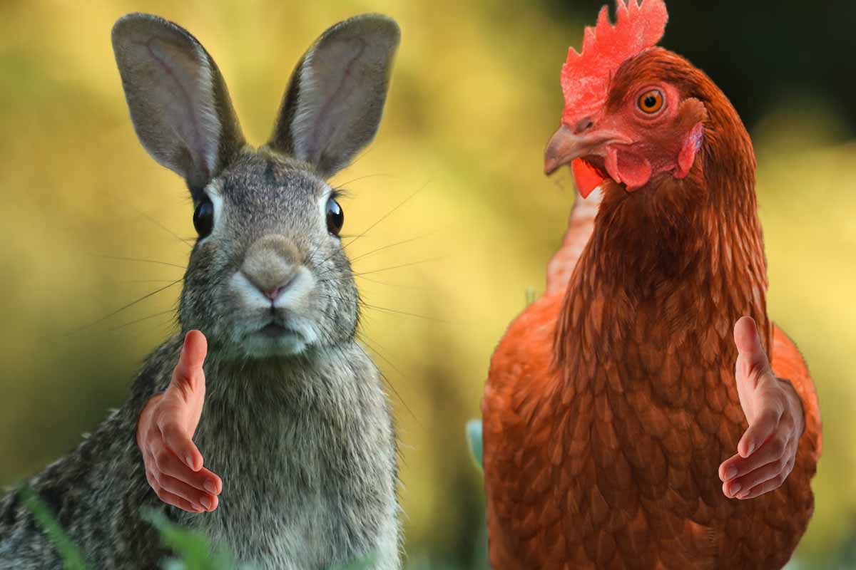 Prečo sa tieto zvieratá v Británii počas doby kamennej nejedli?