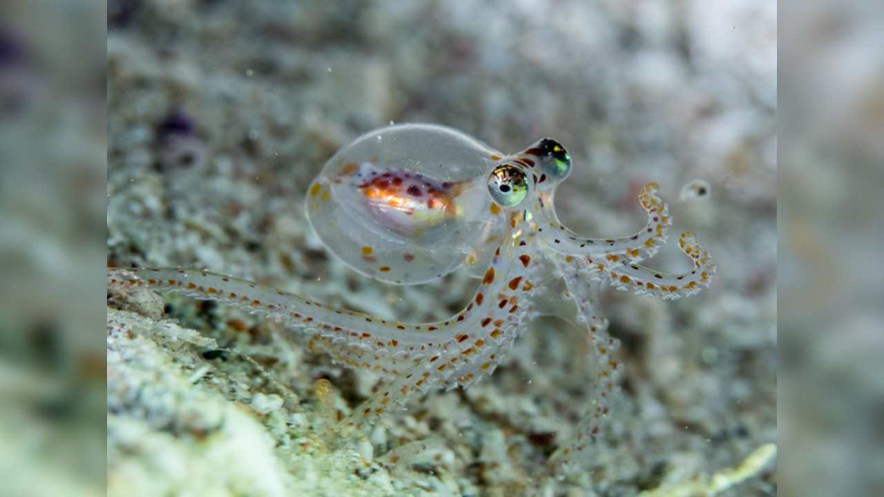 mozog chobotnice