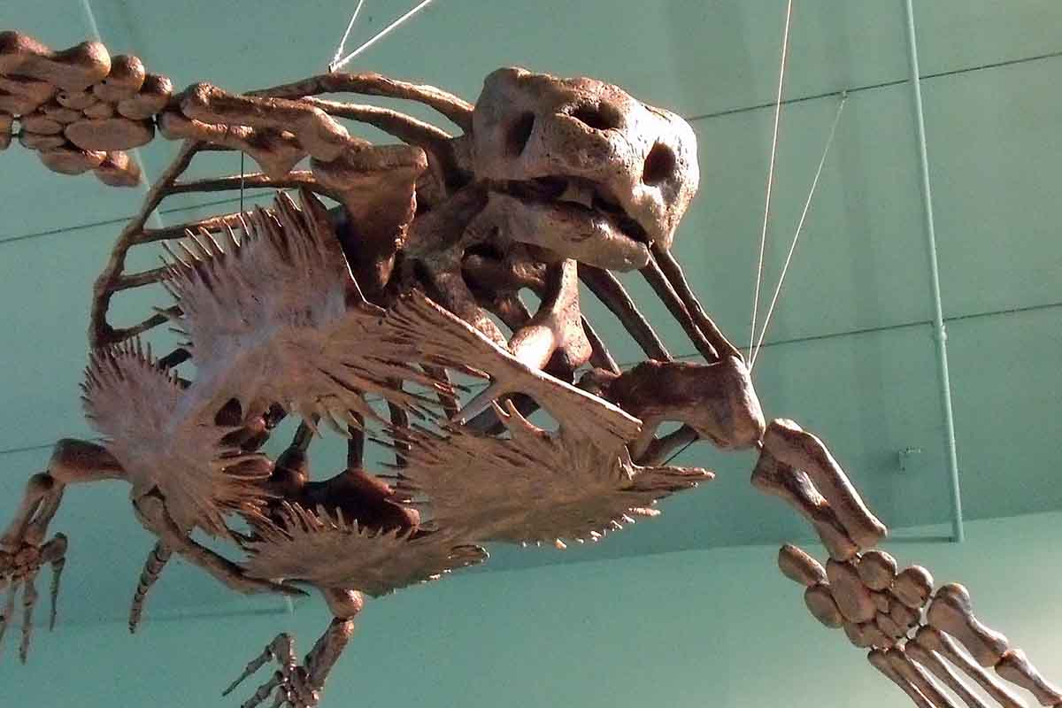 Toto je najväčšia korytnačka aká na území Európy žila