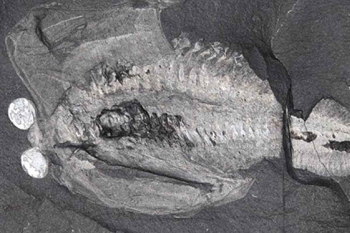 Najstaršia fosília mozgu rozpráva o mimoriadne dôležitej evolučnej zmene pre moderný hmyz