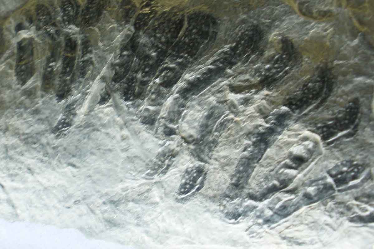 Najväčšia stonožka zeme mala veľkosť osobného auta