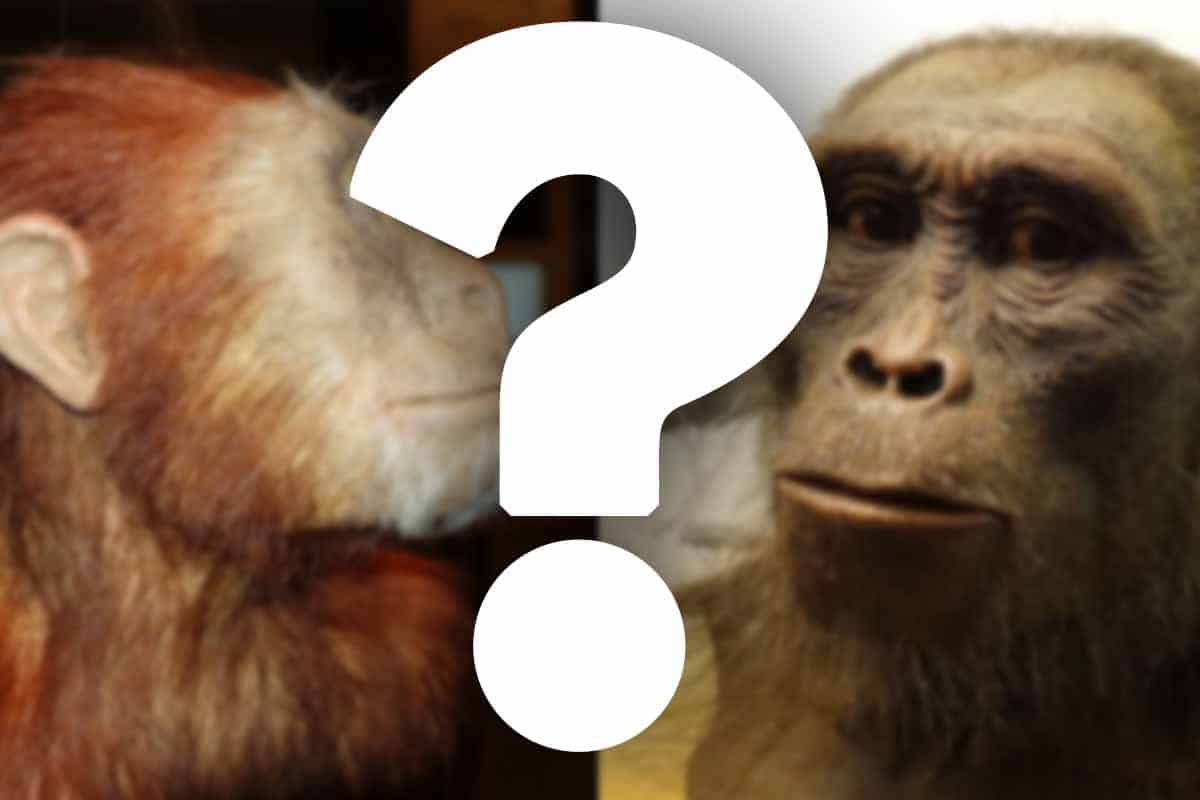 Čo zabilo australopiteka Lucy?