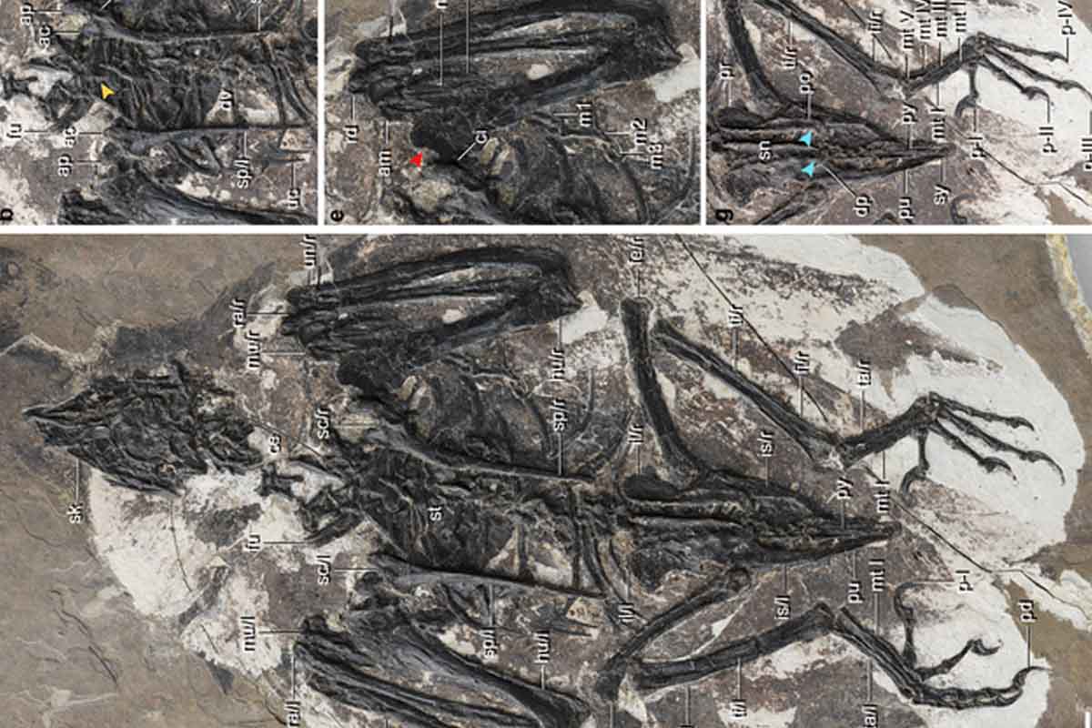 Toto bizarné stvorenie leží medzi dinosaurami a modernými vtákmi